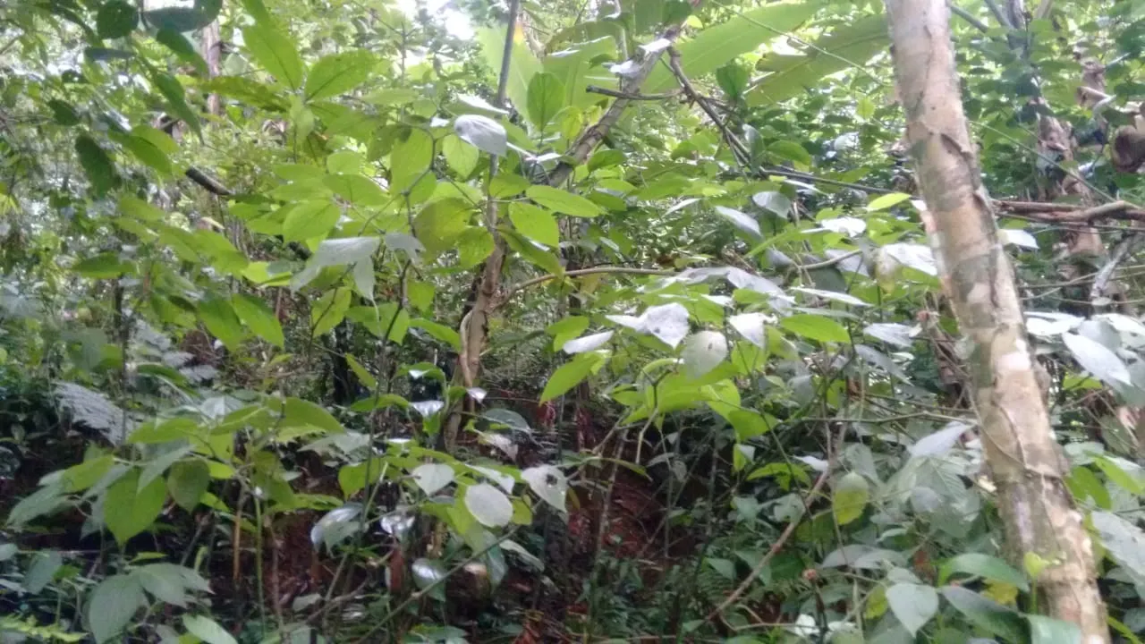 Terreno à venda de 240 ha em Angra dos Reis, RJ, Brasil