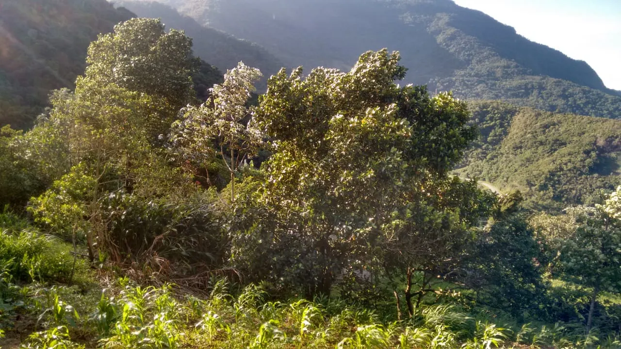 Terreno à venda de 240 ha em Angra dos Reis, RJ, Brasil