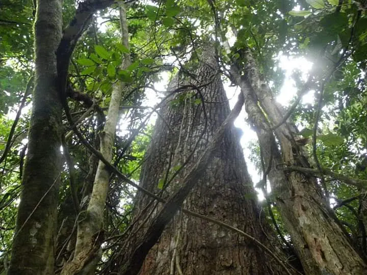 Terreno à venda de 240 ha em Angra dos Reis, RJ, Brasil