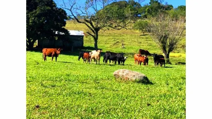 Small farm for sale of 148 acres in Taquara, RS, Brazil