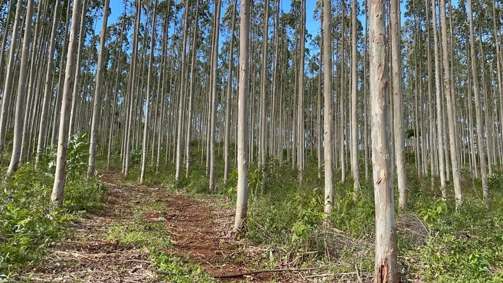Small farm for sale of 185 acres in Osório, RS, Brazil