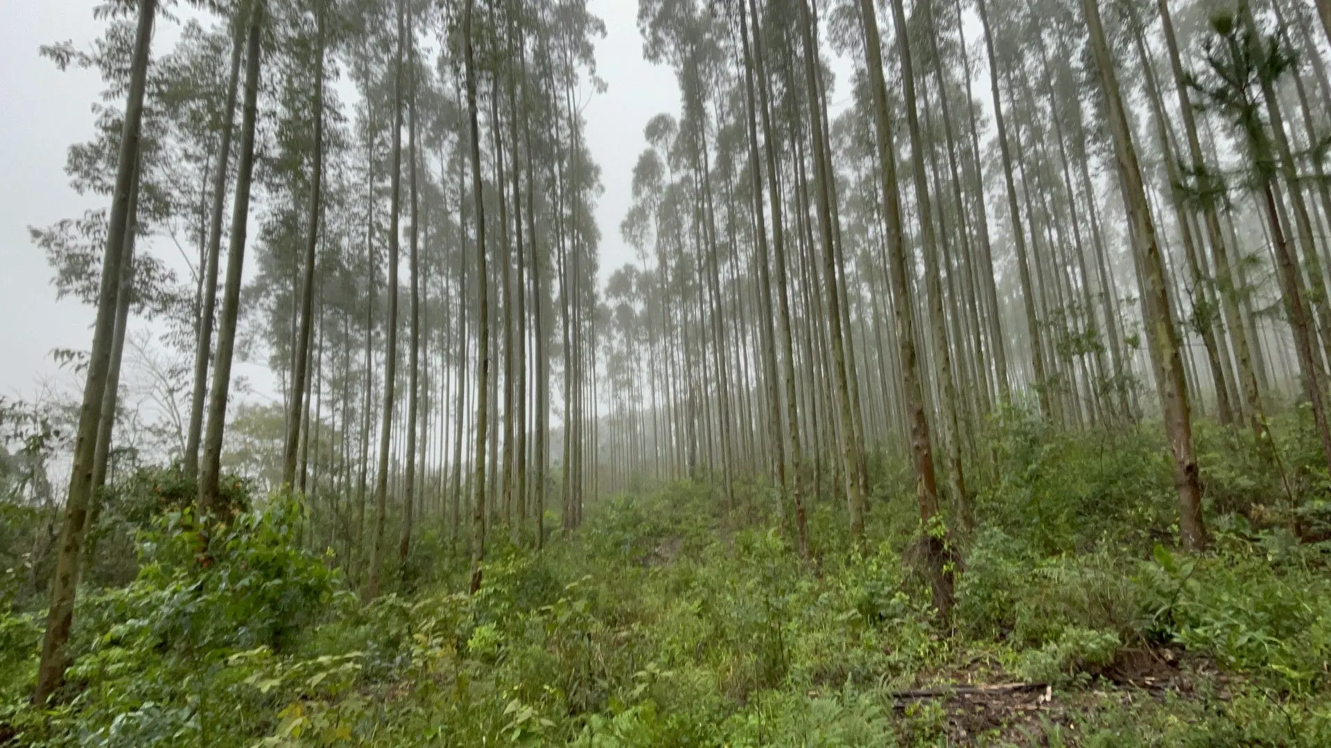 Small farm for sale of 185 acres in Osório, RS, Brazil
