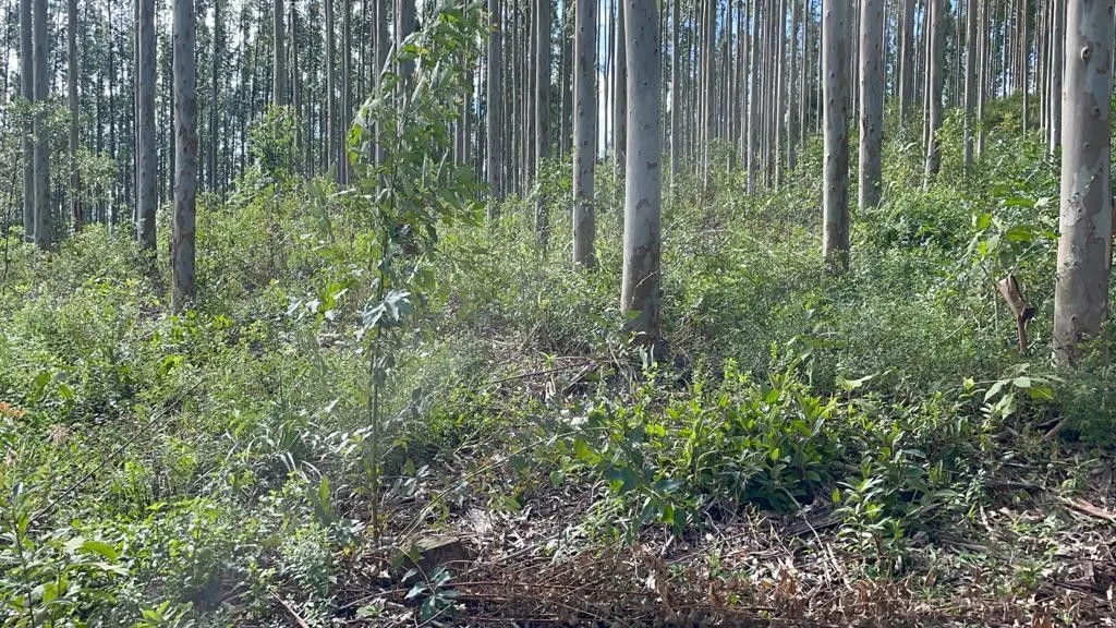 Small farm for sale of 185 acres in Osório, RS, Brazil