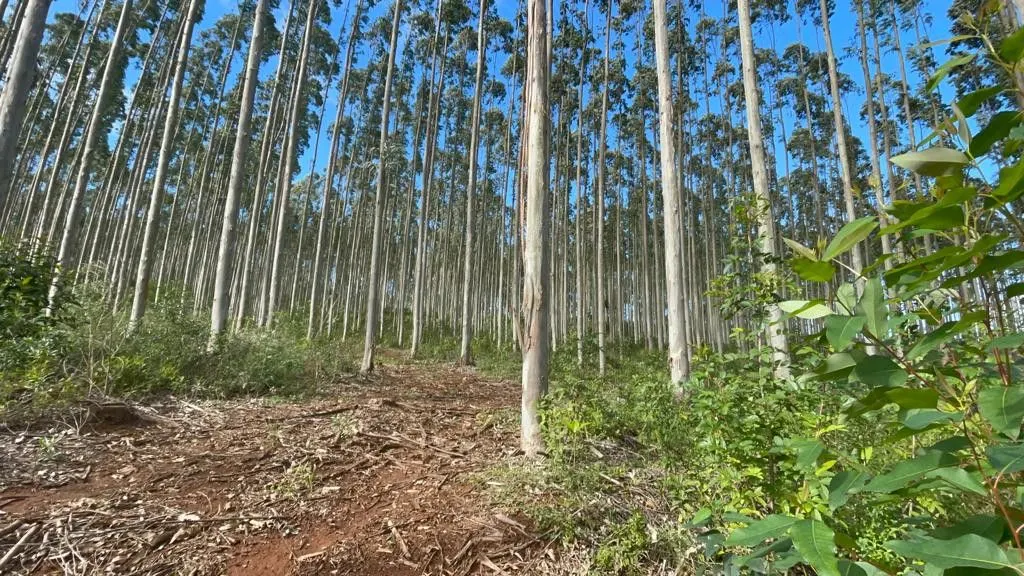 Small farm for sale of 185 acres in Osório, RS, Brazil