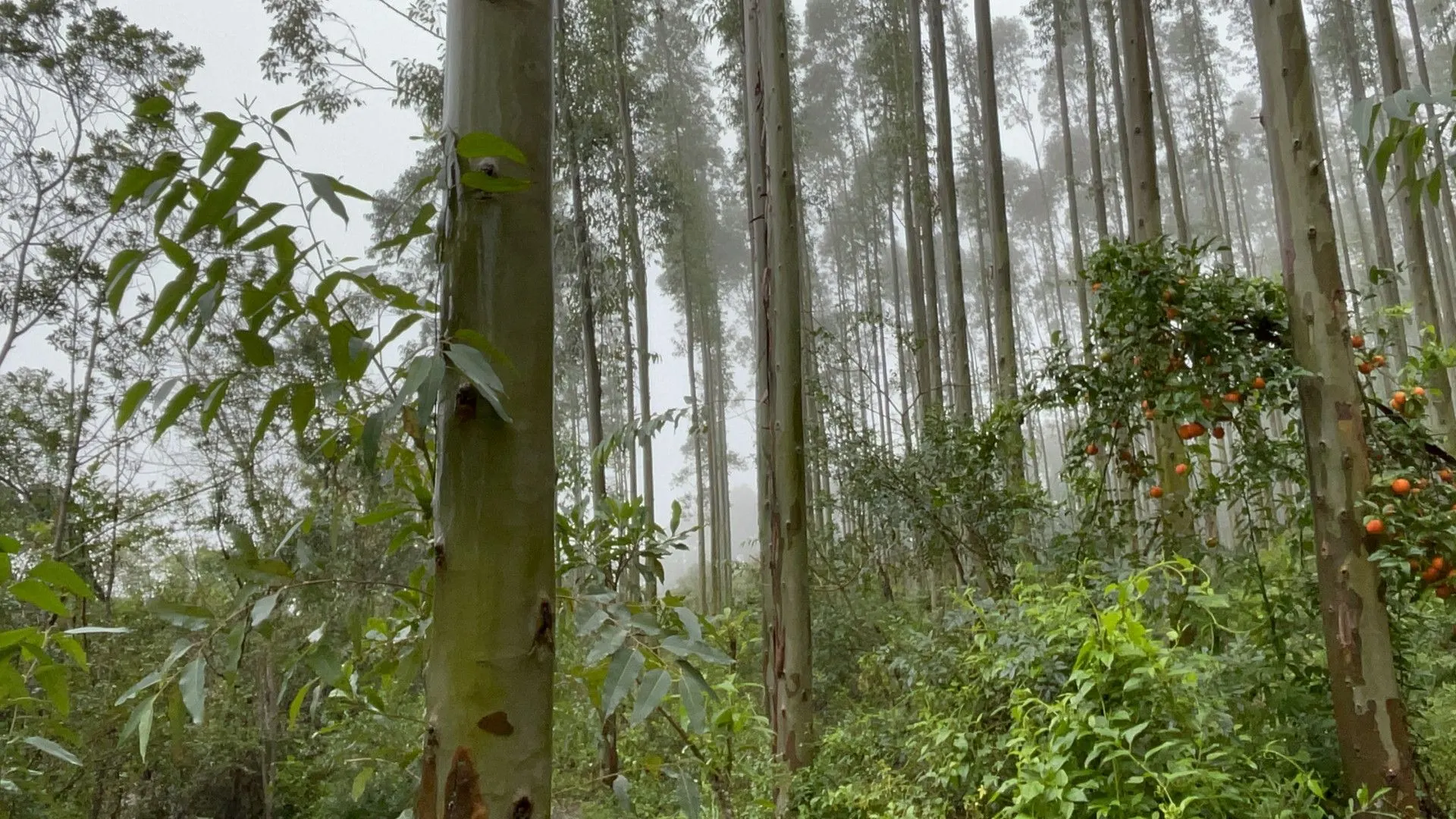 Small farm for sale of 185 acres in Osório, RS, Brazil