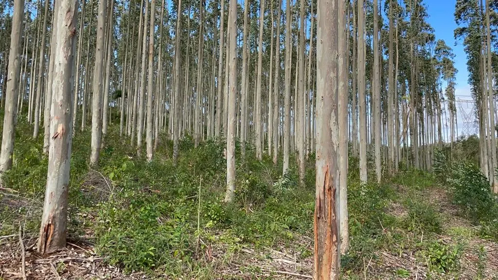 Small farm for sale of 185 acres in Osório, RS, Brazil