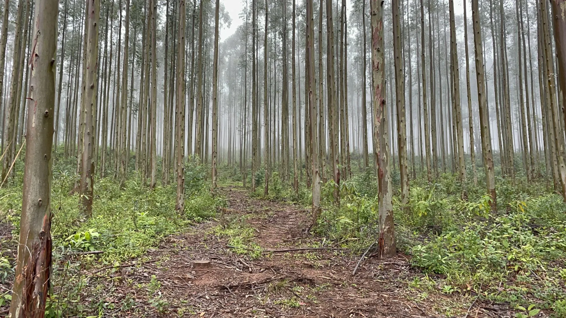 Small farm for sale of 185 acres in Osório, RS, Brazil