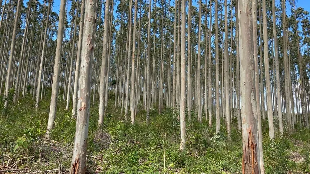 Small farm for sale of 185 acres in Osório, RS, Brazil