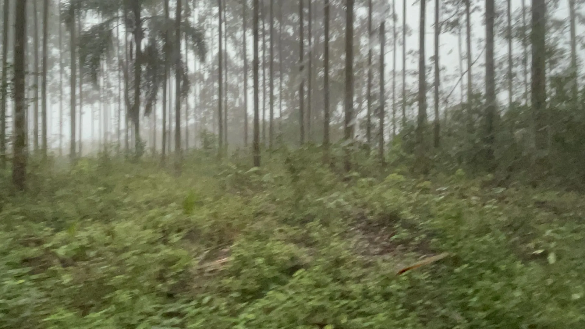 Small farm for sale of 185 acres in Osório, RS, Brazil