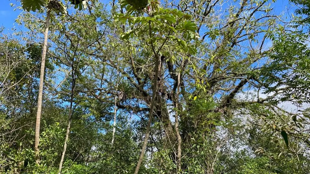 Small farm for sale of 185 acres in Osório, RS, Brazil