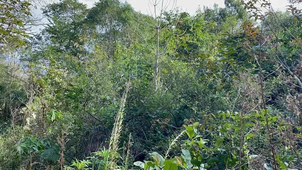 Small farm for sale of 185 acres in Osório, RS, Brazil