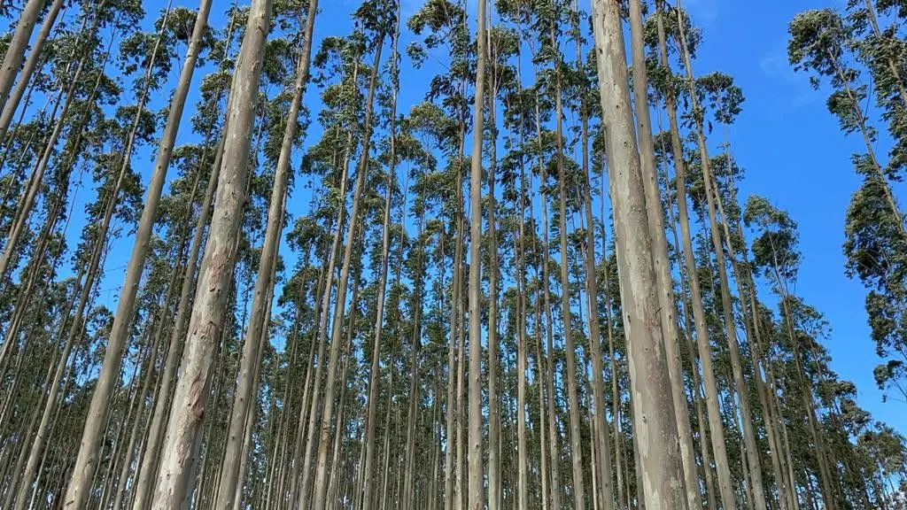 Small farm for sale of 185 acres in Osório, RS, Brazil