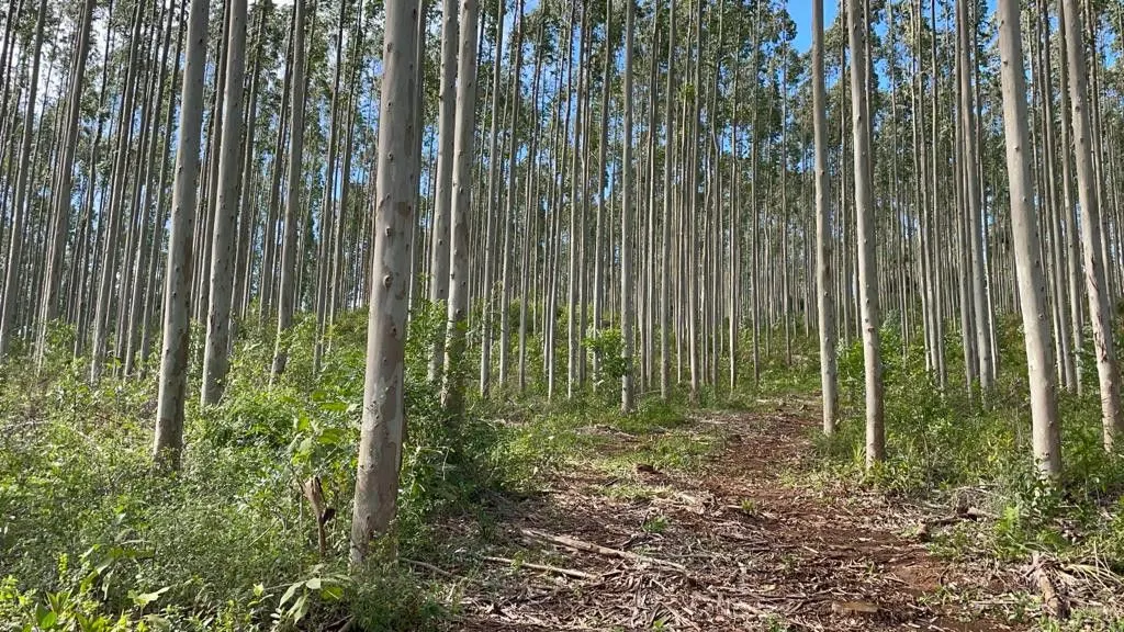 Small farm for sale of 185 acres in Osório, RS, Brazil