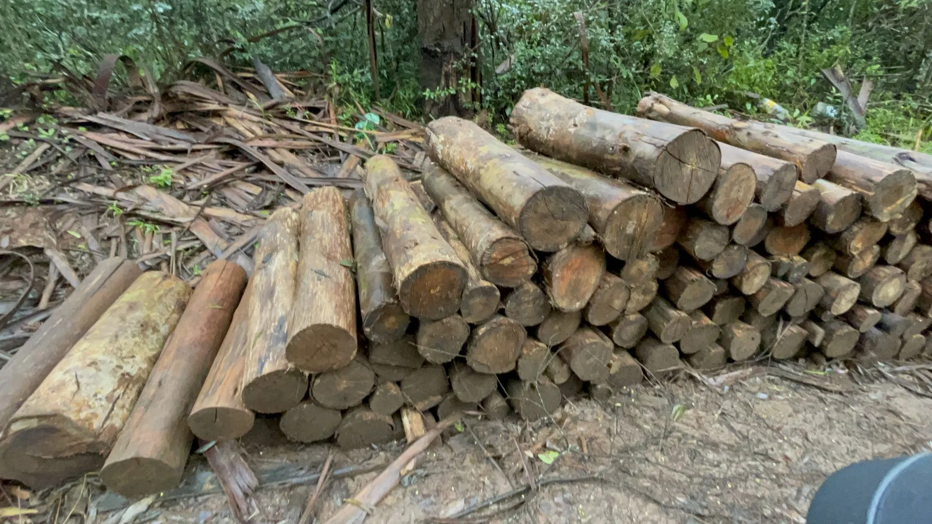 Small farm for sale of 185 acres in Osório, RS, Brazil