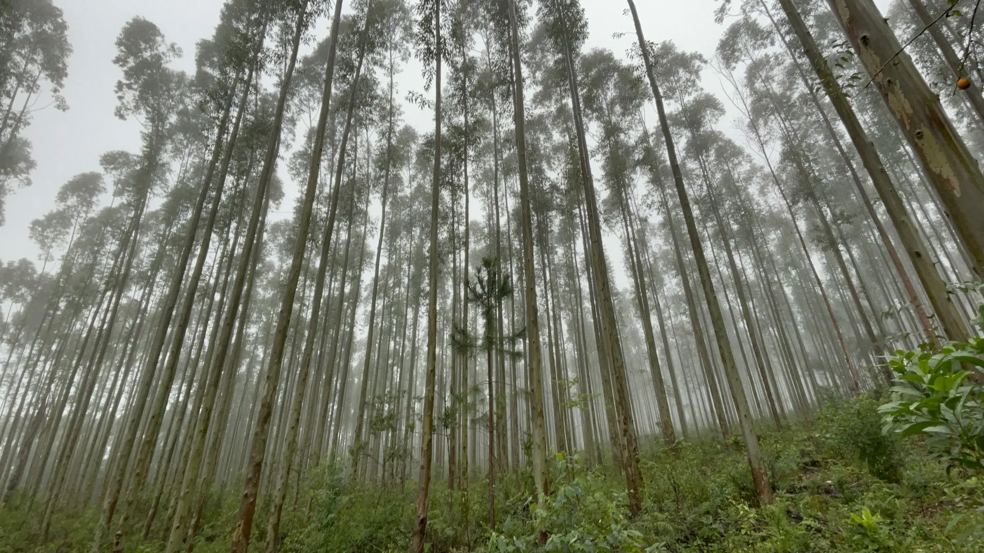 Small farm for sale of 185 acres in Osório, RS, Brazil