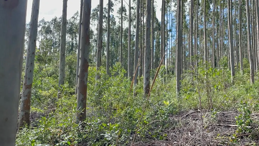 Small farm for sale of 185 acres in Osório, RS, Brazil
