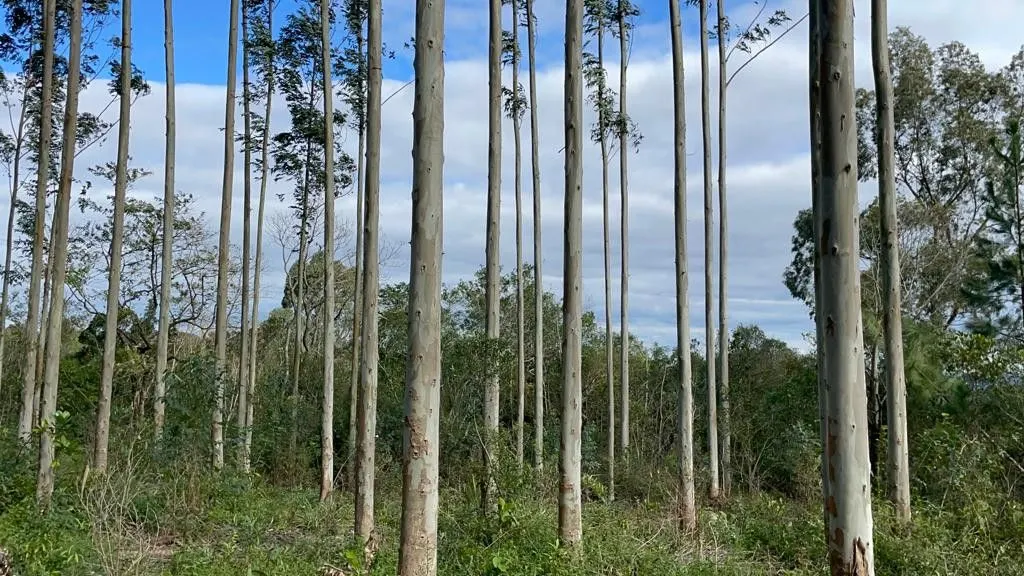 Small farm for sale of 185 acres in Osório, RS, Brazil