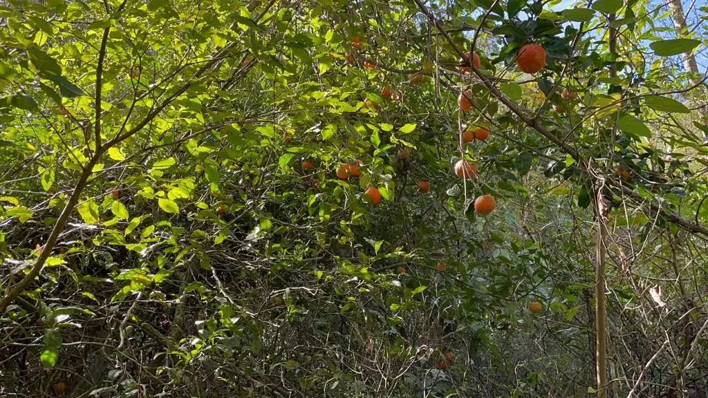 Small farm for sale of 185 acres in Osório, RS, Brazil