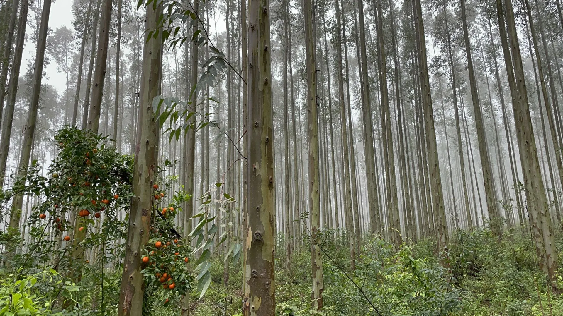 Small farm for sale of 185 acres in Osório, RS, Brazil