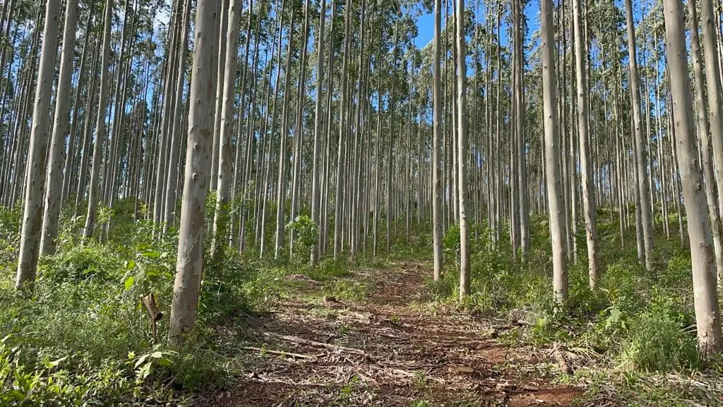 Small farm for sale of 185 acres in Osório, RS, Brazil