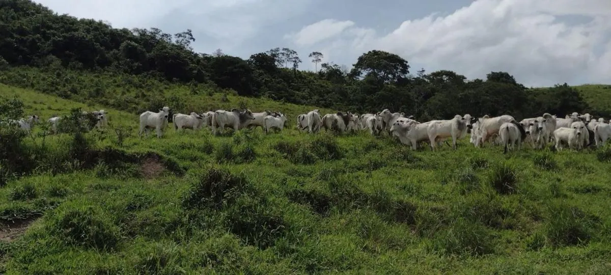 Fazenda à venda de 300 ha em Guaratinguetá, SP, Brasil