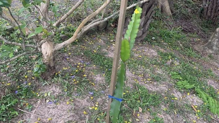 Chácara à venda de 2.900 m² em Três Cachoeiras, RS, Brasil
