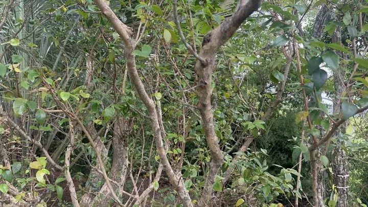 Chácara à venda de 2.900 m² em Três Cachoeiras, RS, Brasil