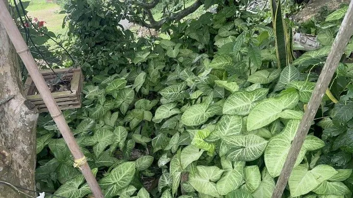 Chácara à venda de 2.900 m² em Três Cachoeiras, RS, Brasil