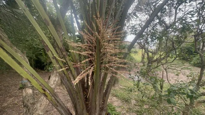 Chácara à venda de 2.900 m² em Três Cachoeiras, RS, Brasil