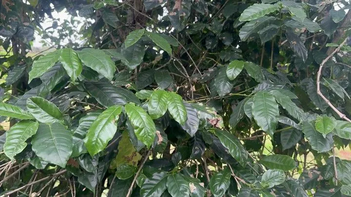 Chácara à venda de 2.900 m² em Três Cachoeiras, RS, Brasil