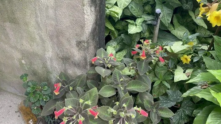 Chácara à venda de 2.900 m² em Três Cachoeiras, RS, Brasil