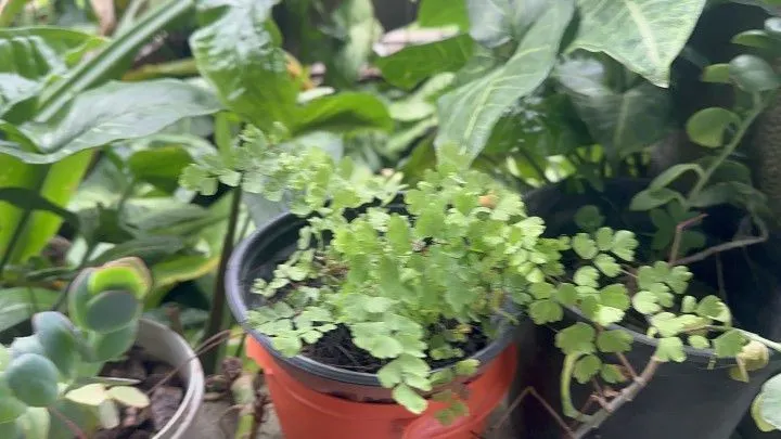 Chácara à venda de 2.900 m² em Três Cachoeiras, RS, Brasil