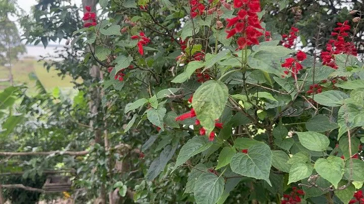 Chácara à venda de 2.900 m² em Três Cachoeiras, RS, Brasil
