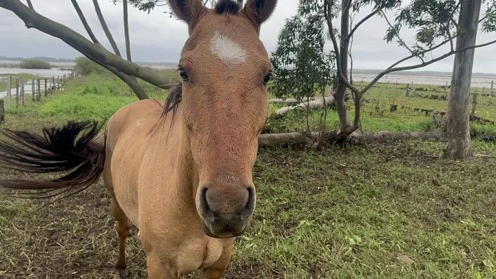 Chácara à venda de 2.900 m² em Três Cachoeiras, RS, Brasil