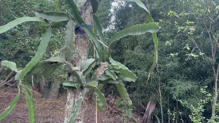 Chácara à venda de 2.900 m² em Três Cachoeiras, RS, Brasil