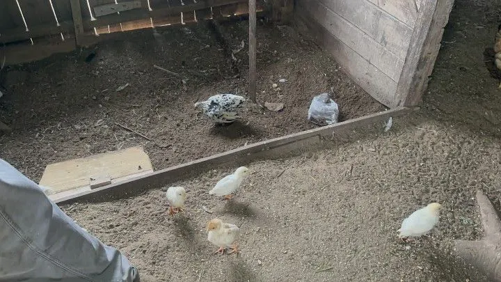 Chácara à venda de 2.900 m² em Três Cachoeiras, RS, Brasil