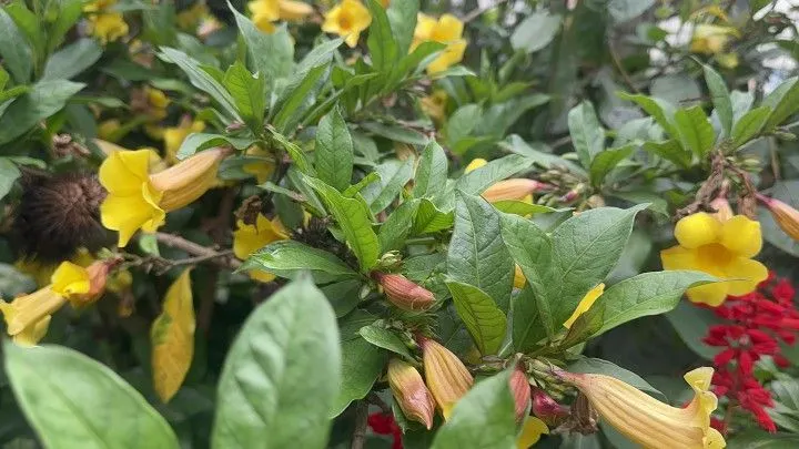 Chácara à venda de 2.900 m² em Três Cachoeiras, RS, Brasil