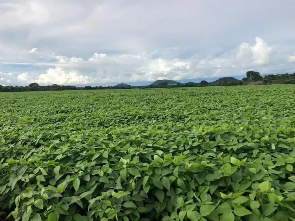 Fazenda à venda de 39.241 ha em Santa Terezinha, MT, Brasil