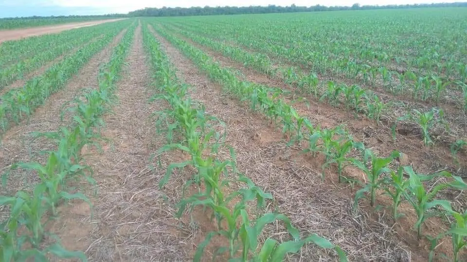 Fazenda à venda de 39.241 ha em Santa Terezinha, MT, Brasil