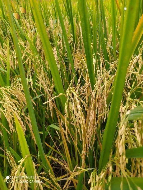 Farm for sale of 13,727 acres in Colíder, MT, Brazil