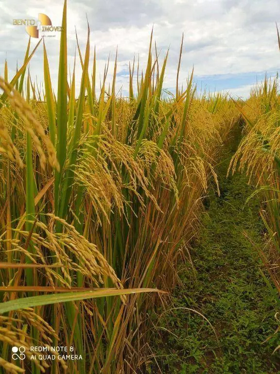 Farm for sale of 13,727 acres in Colíder, MT, Brazil