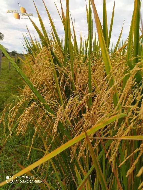Farm for sale of 13,727 acres in Colíder, MT, Brazil