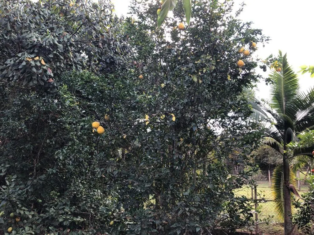 Chácara à venda de 2.400 m² em Pouso Alegre, MG, Brasil