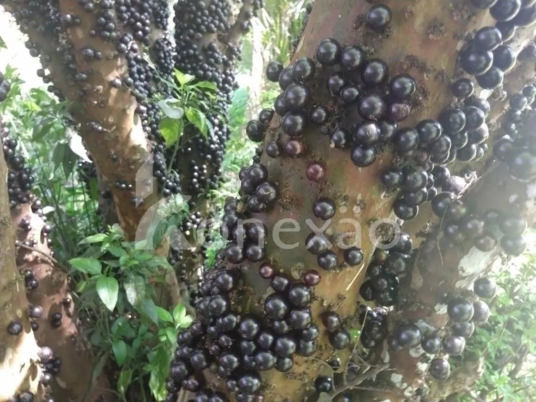 Fazenda à venda de 100 ha em Taubaté, SP, Brasil