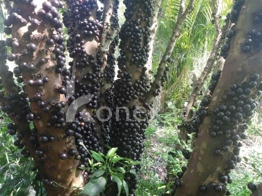 Fazenda à venda de 100 ha em Taubaté, SP, Brasil