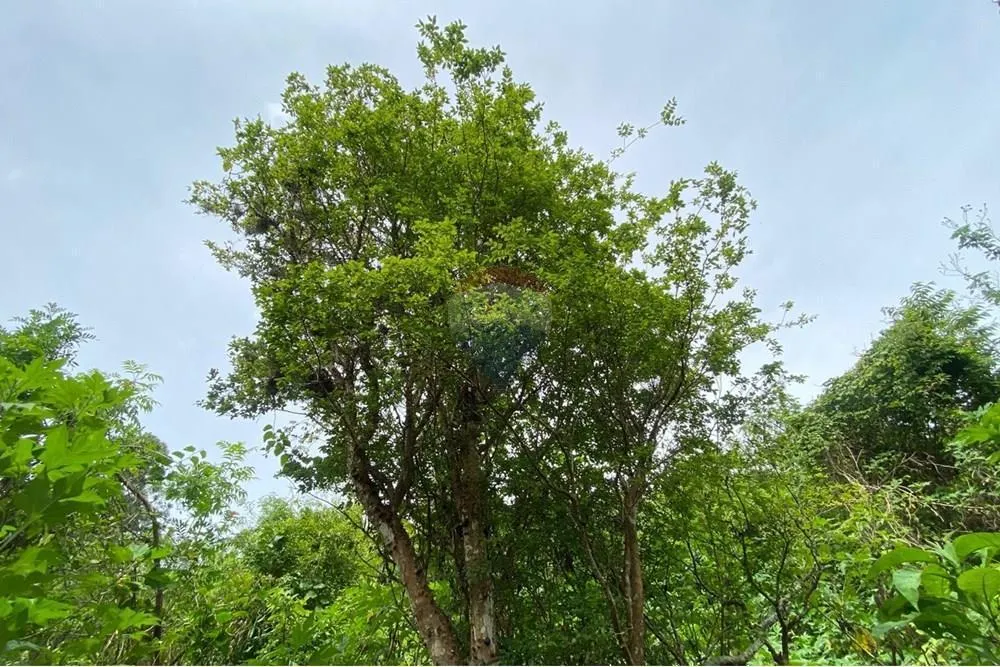 Country home for sale of 2 acres in Mairiporã, SP, Brazil