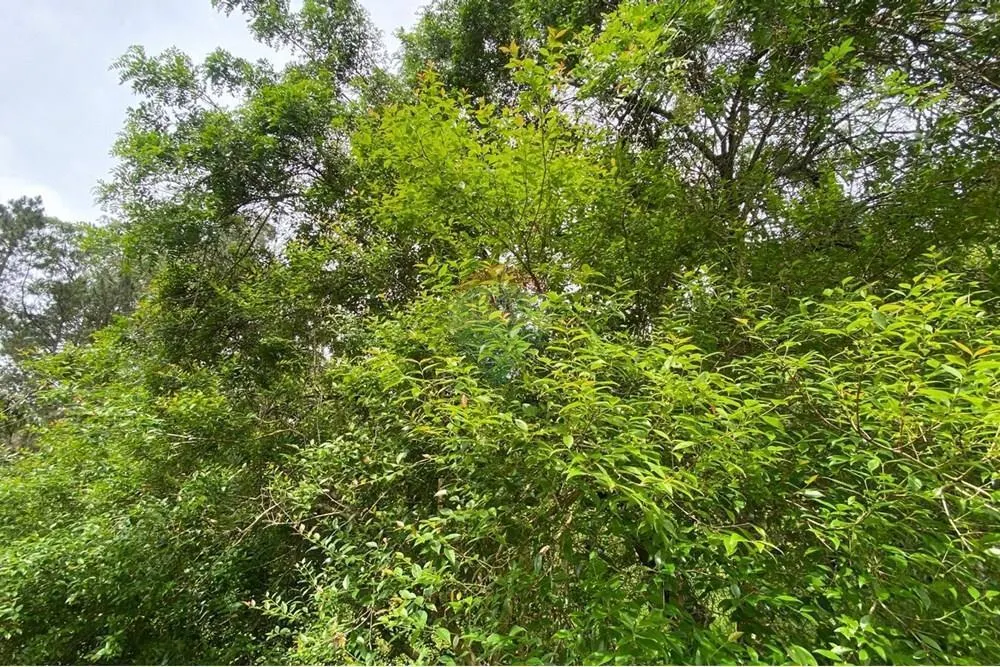 Country home for sale of 2 acres in Mairiporã, SP, Brazil