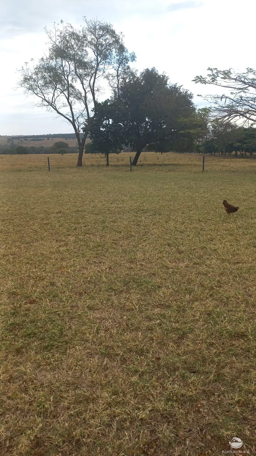 Fazenda à venda de 773 ha em Figueirão, MS, Brasil
