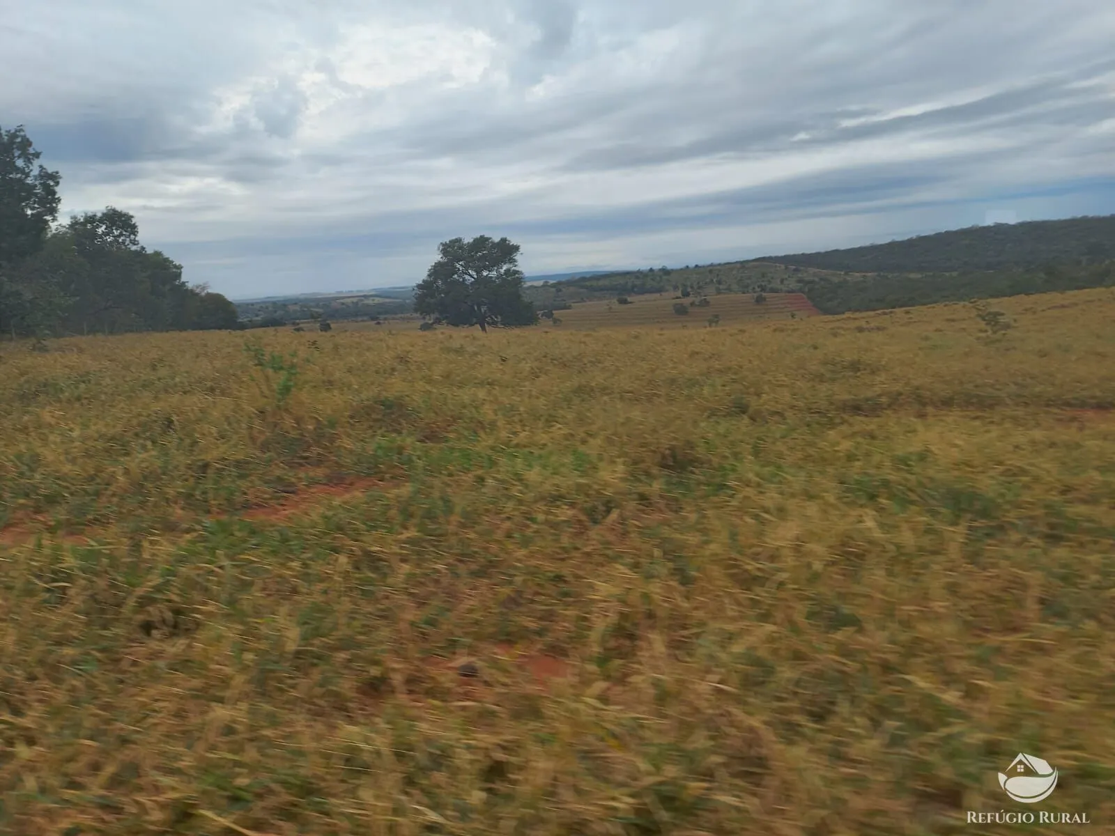 Fazenda à venda de 773 ha em Figueirão, MS, Brasil