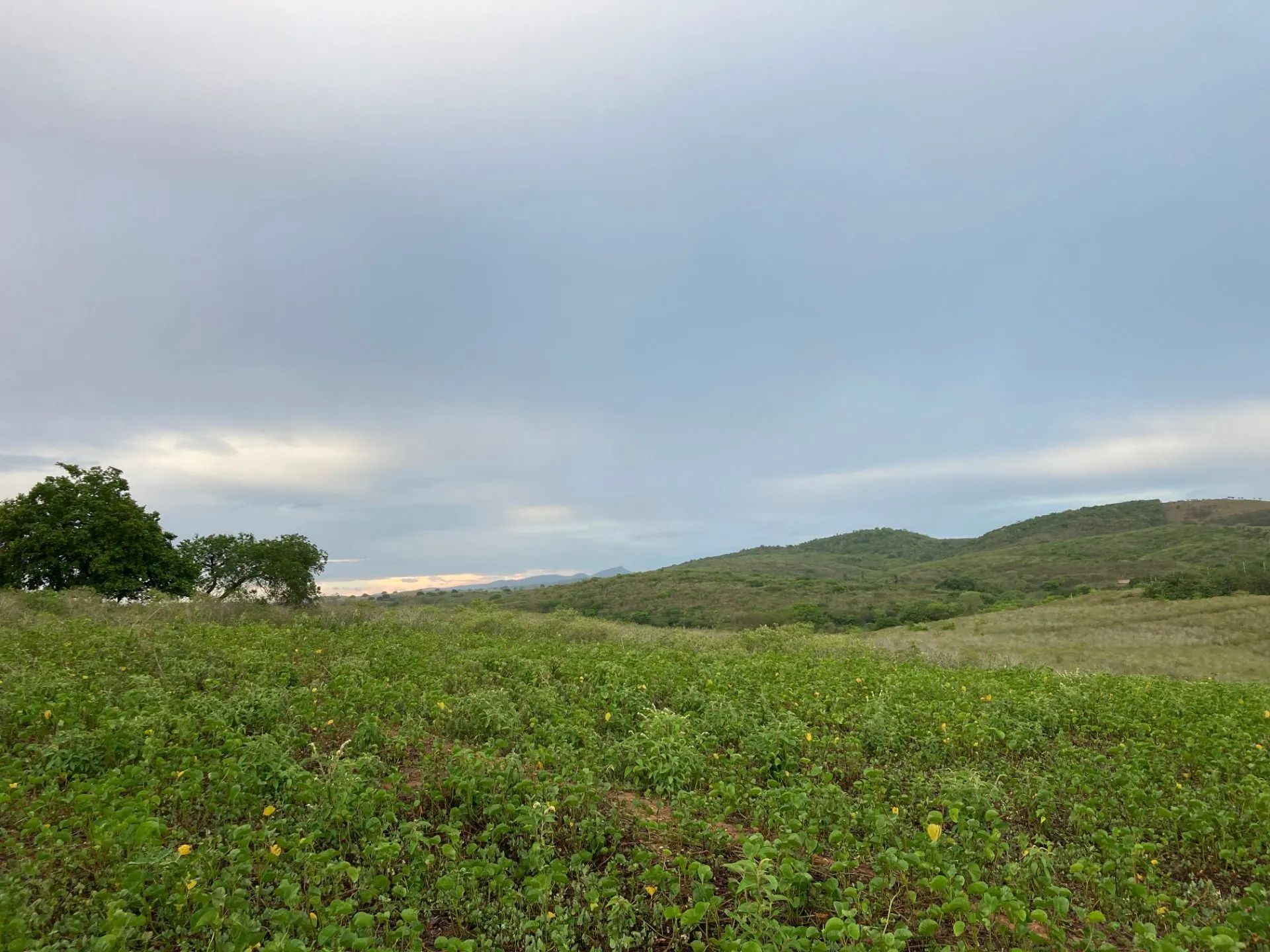 Fazenda à venda de 120 ha em São Brás, AL, Brasil